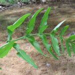 Sium latifolium Hoja