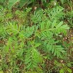 Indigofera arrecta Leaf