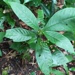 Psychotria schweinfurthii Frucht
