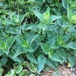 Scrophularia californica Leaf