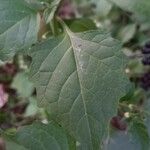 Solanum nigrum Levél