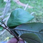 Anthonotha macrophylla Leaf