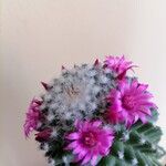 Mammillaria polythele Cvet