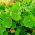 Tropaeolum majus 葉