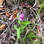 Polygala californica 整株植物