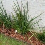 Dietes iridioides Folha