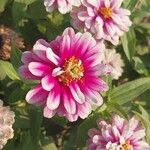 Zinnia angustifolia Blomst