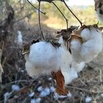 Gossypium hirsutum Gyümölcs