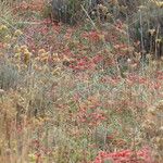 Ephedra distachya Habit