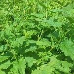 Chenopodium bonus-henricus Leaf