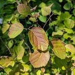 Fothergilla gardenii Lehti