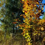 Acer platanoides Celota