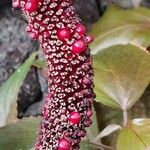 Anthurium hookeri Fruit