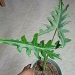 Alocasia brancifolia ഇല