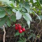 Solanum seaforthianum Fruit