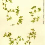 Lemna trisulca Otro