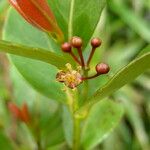 Austrobuxus alticola Цвят