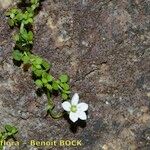 Arenaria balearica Hábito