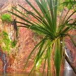 Pandanus spiralis Hoja