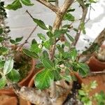 Bursera fagaroides Leaf