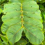 Senna alata Hoja