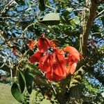 Erythrina fusca Blüte