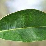 Ficus reflexa Blatt