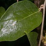 Piptocarpha poeppigiana Leaf