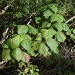 Macaranga vedeliana Habit