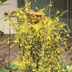 Jasminum nudiflorumKvět