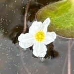 Nymphoides cordata Květ