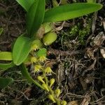 Bulbophyllum resupinatum Hábito