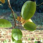 Chrysophyllum cainito Hoja