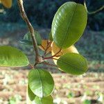 Chrysophyllum cainito Leaf