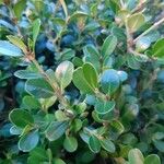 Buxus sempervirensपत्ता