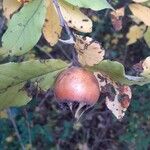 Crataegus germanica Fruit