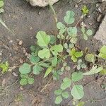 Vigna trilobata Leaf