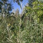 Salix exigua Blatt