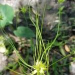 Allium canadense Λουλούδι