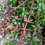 Peperomia verticillata Feuille