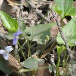 Viola cucullata ഇല