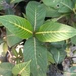 Sanchezia nobilis Folha