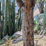 Yucca flaccida Bark