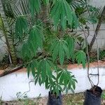 Ceiba samauma Leaf