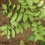 Trichilia prieuriana Feuille