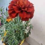 Tagetes erecta Blodyn