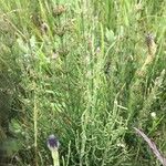 Equisetum ramosissimum পাতা