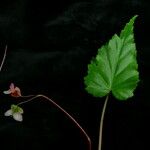 Begonia dioica Συνήθη χαρακτηριστικά