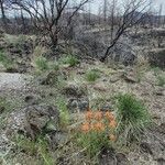 Castilleja pruinosa ശീലം