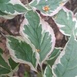 Cornus alternifolia Leaf